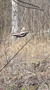 Great Spotted Woodpecker (Dendrocopos major)
