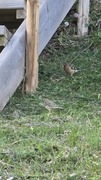 Bokfink (Fringilla coelebs)