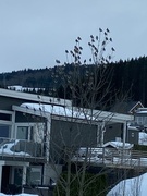 Bohemian Waxwing (Bombycilla garrulus)