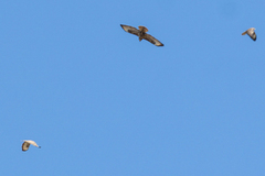Musvåk (Buteo buteo)