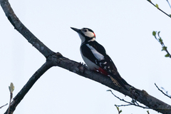 Flaggspett (Dendrocopos major)