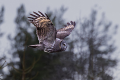 Lappugle (Strix nebulosa)