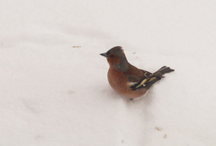 Chaffinch (Fringilla coelebs)