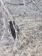 Stær (Sturnus vulgaris)