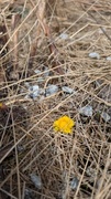 Hestehov (Tussilago farfara)