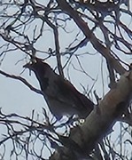Hooded Crow (Corvus cornix)