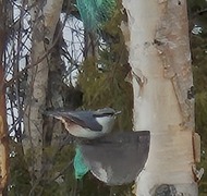 Nuthatch (Sitta europaea)