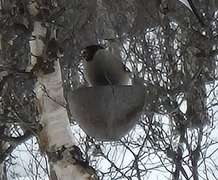 Eurasian Bullfinch (Pyrrhula pyrrhula)