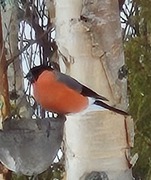 Eurasian Bullfinch (Pyrrhula pyrrhula)
