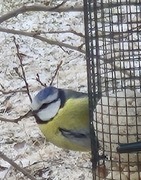 Blue Tit (Cyanistes caeruleus)
