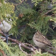 House Sparrow (Passer domesticus)
