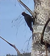 Black Woodpecker (Dryocopus martius)