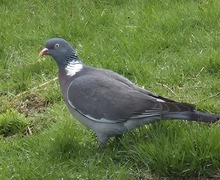 Ringdue (Columba palumbus)