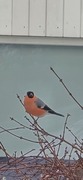 Eurasian Bullfinch (Pyrrhula pyrrhula)
