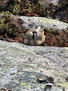 European Goldfinch (Carduelis carduelis)