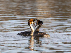 Toppdykker (Podiceps cristatus)