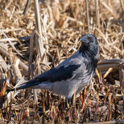 Hooded Crow (Corvus cornix)