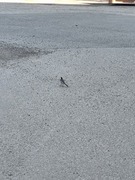 Linerle (Motacilla alba)