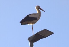 White Stork (Ciconia ciconia)