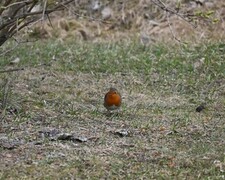 Robin (Erithacus rubecula)