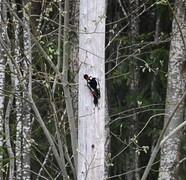 Great Spotted Woodpecker (Dendrocopos major)