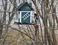 Great Spotted Woodpecker (Dendrocopos major)
