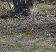 Yellowhammer (Emberiza citrinella)