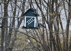 Nuthatch (Sitta europaea)