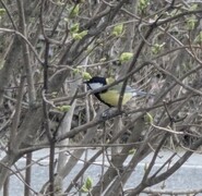 Great Tit (Parus major)