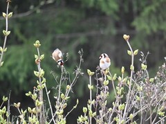 European Goldfinch (Carduelis carduelis)
