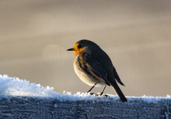 Robin (Erithacus rubecula)