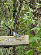 Blåmeis (Cyanistes caeruleus)