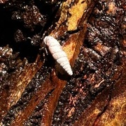 Nordkøllesnegl (Clausilia bidentata)