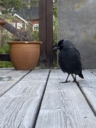 Kaie (Corvus monedula)