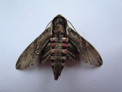 Convolvulus Hawk-moth (Agrius convolvuli)