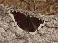 Camberwell Beauty (Nymphalis antiopa)