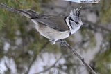 Toppmeis (Lophophanes cristatus)