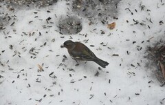 Chaffinch (Fringilla coelebs)