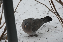 Wood Pigeon (Columba palumbus)