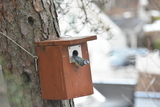 Blåmeis (Cyanistes caeruleus)