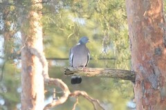 Ringdue (Columba palumbus)