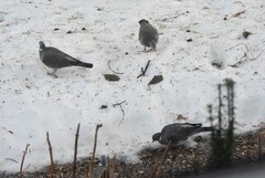 Wood Pigeon (Columba palumbus)