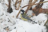 Kjøttmeis (Parus major)