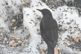 Svarttrost (Turdus merula)