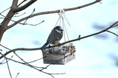 Blue Tit (Cyanistes caeruleus)