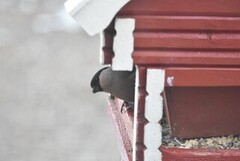 Eurasian Bullfinch (Pyrrhula pyrrhula)