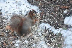 Eurasian Red Squirrel (Sciurus vulgaris)