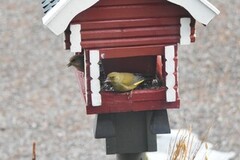 European Greenfinch (Chloris chloris)