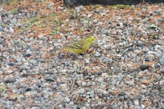 Yellowhammer (Emberiza citrinella)