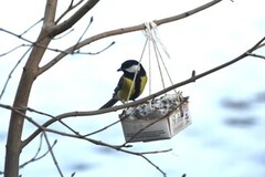 Great Tit (Parus major)